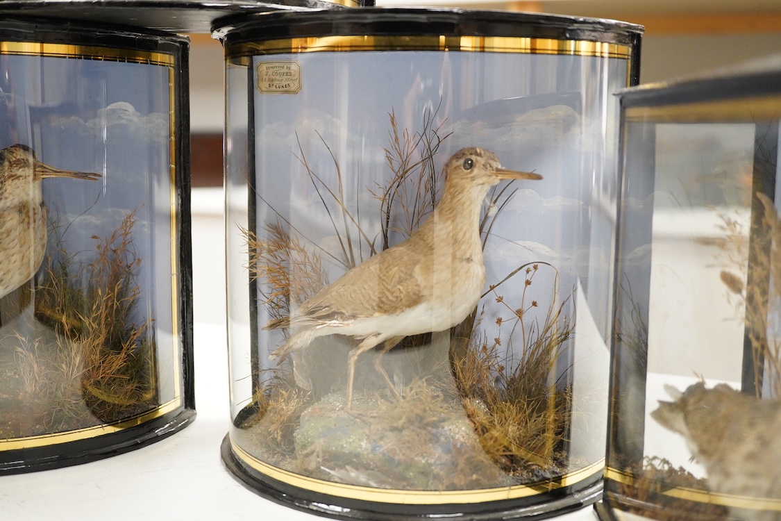 Four early 20th century cases of taxidermy dunlin birds; a pair in a flat fronted case, 18.5cm high, 32cm wide, and three individually mounted in bow fronted cases, two with labels reading; ‘Preserved by J.Cooper, 28 Rad
